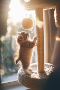 Arranhador para Gato Dicas e Benefícios para o seu Pet